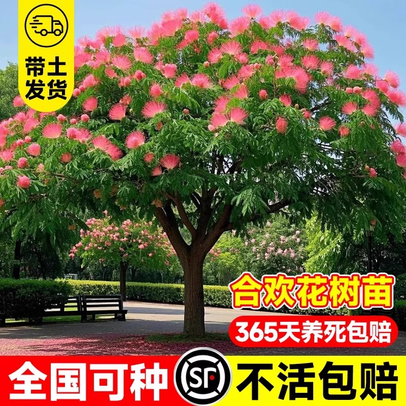 合欢花树苗绒花树行道风景大