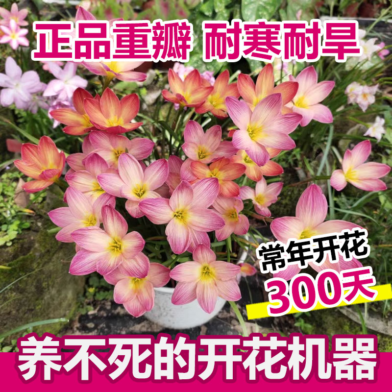 清香型风雨兰种球阳台盆栽植物苗图片
