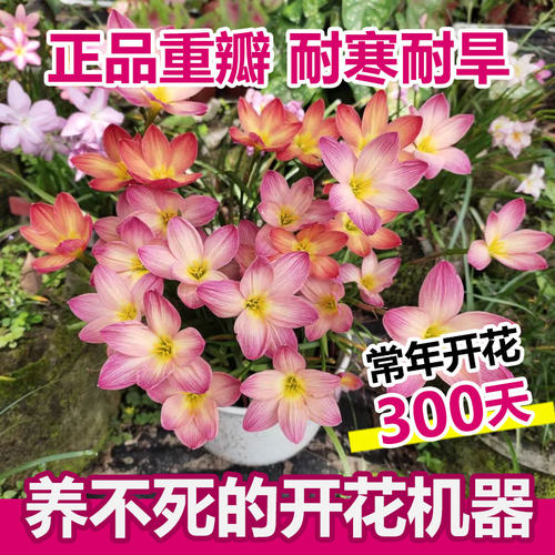 清香型风雨兰种球阳台盆栽植物苗