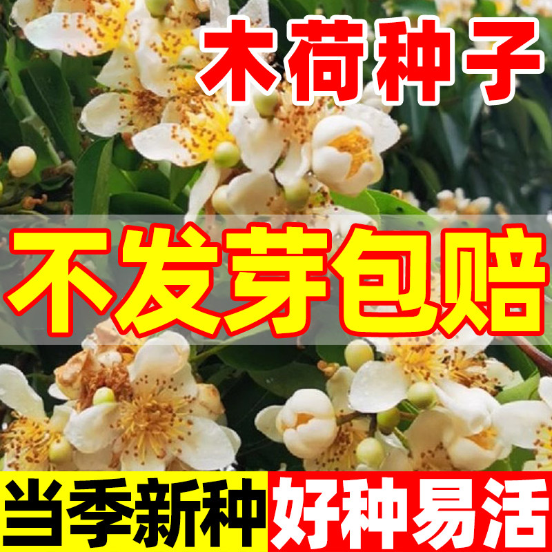 木荷种子林树园绿化护坡行道