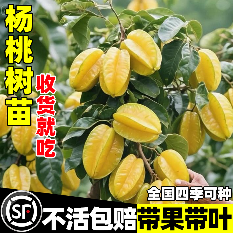 杨桃树苗台湾杨桃水果苗纯甜嫁接