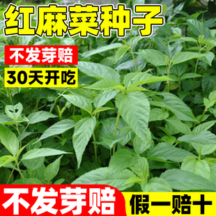 红麻菜种子叶用青白麻叶高产易活特产正宗凉拌红麻叶菜籽蔬菜种籽