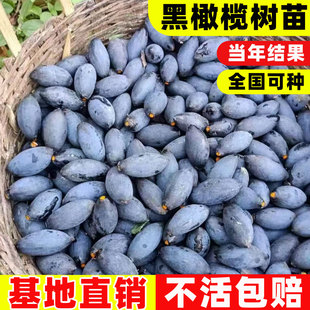 黑橄榄树果苗大型乌橄榄嫁接苗老桩南方种植当年结果盆栽水果树苗