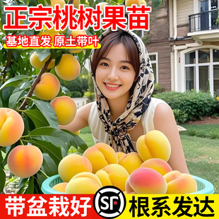正宗桃果树果苗嫁接苗当年结果黄桃冬桃油桃树果苗种植南北方庭院