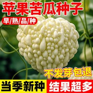 苹果苦瓜种子甘甜蔬菜种孑四季 易活高产阳台盆栽白玉水果苦瓜种籽
