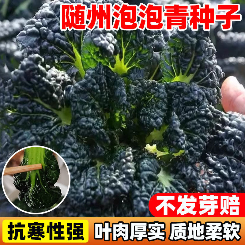 随州泡泡青青菜种子黑叶青梗菜种孑室内外四季蔬菜种子油冬菜种籽,鲜花速递/花卉仿真/绿植园艺,家庭园艺种子,淘宝优惠券,粉丝福利购,淘宝优惠卷