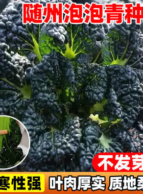 随州泡泡青青菜种子黑叶