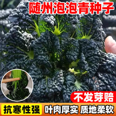 随州泡泡青青菜种子黑叶
