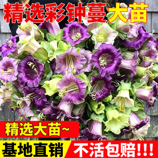 巨型彩钟蔓蔓金鱼草盆栽垂吊攀援藤本开花多年生耐热阳台庭院植物