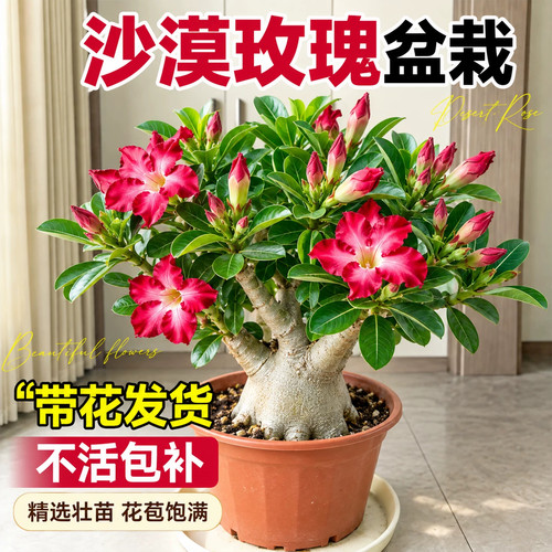 沙漠玫瑰盆栽多年生多肉植物懒人