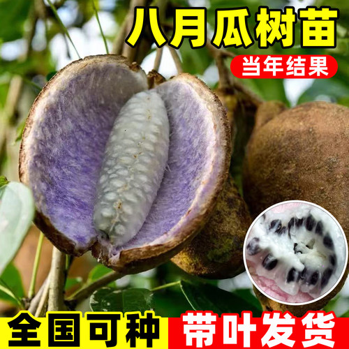 八月瓜树苗无籽水果苗瓜种高产野
