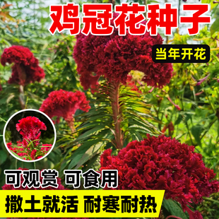 鸡冠花种籽子四季播种庭院室外好养活凤尾花苗盆栽网红草开花种子