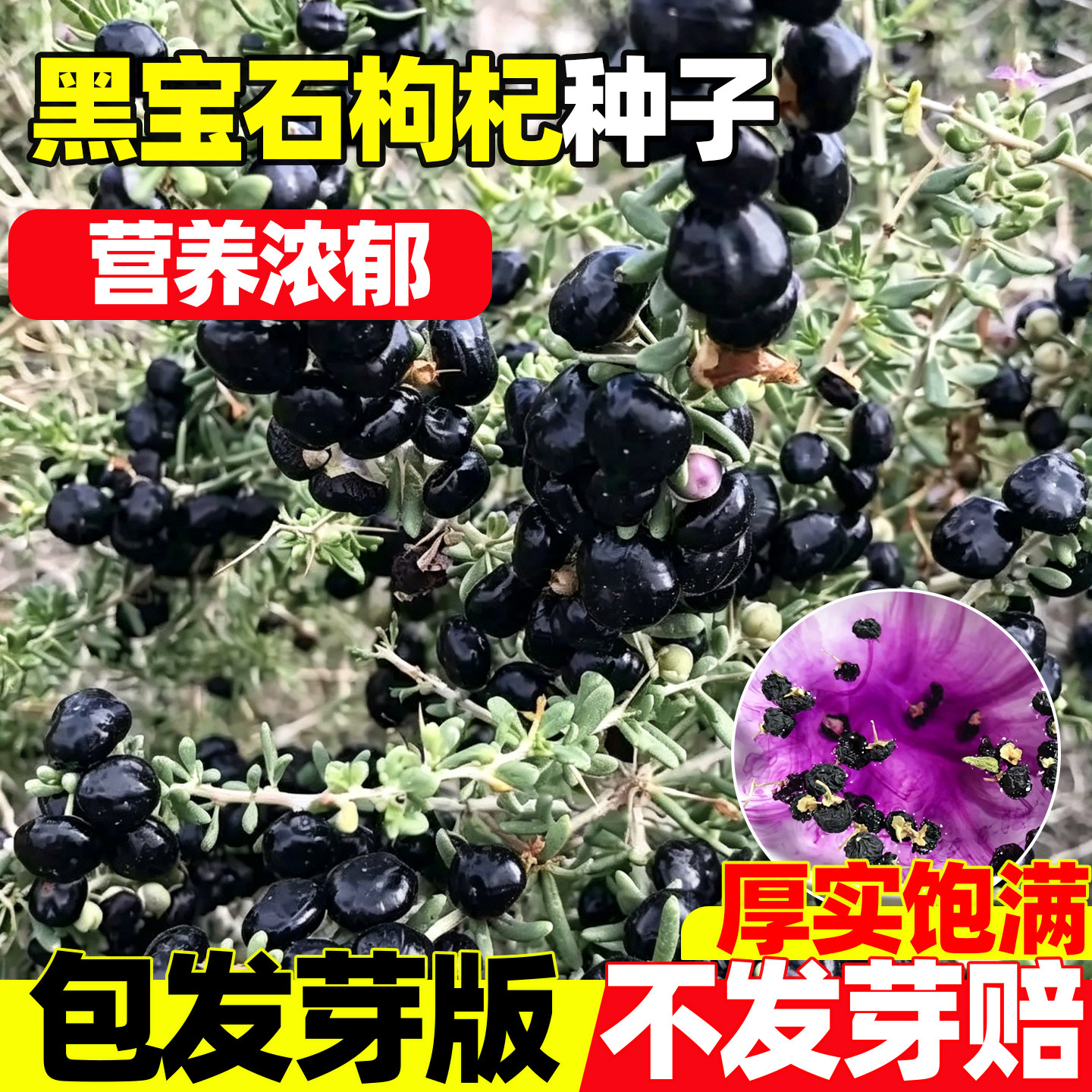 黑宝石枸杞种子宁夏枸杞种籽药用特色蔬菜中药材四季中草药枸杞苗