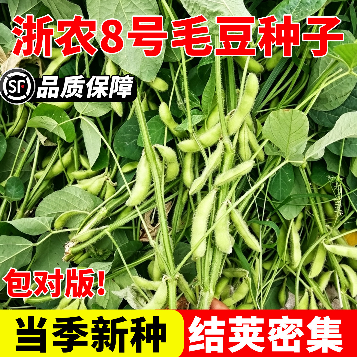 浙农8号毛豆种子早熟大荚高产四图片