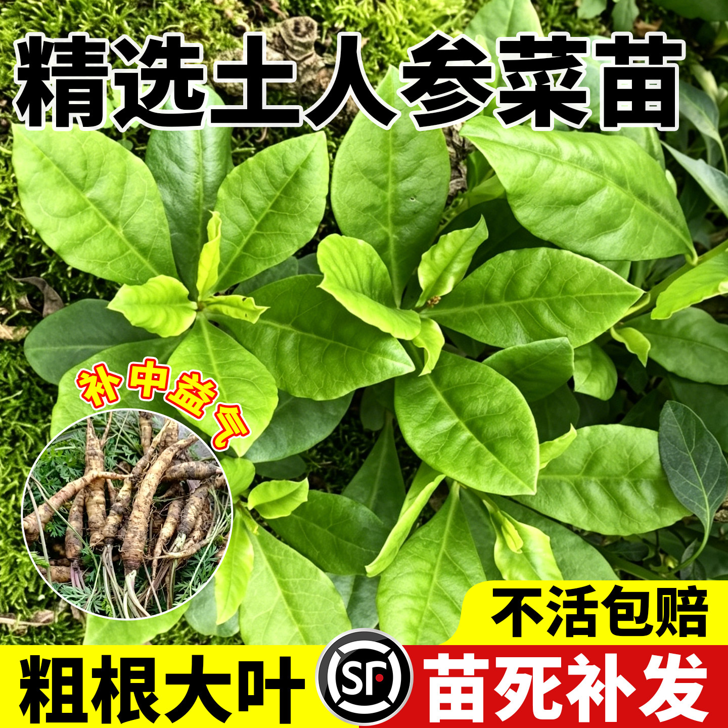 养生土人参菜苗新鲜土人参叶根中药材种子野菜种苗美味食用蔬菜苗