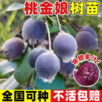 桃金娘树苗捻子果山菍地稔