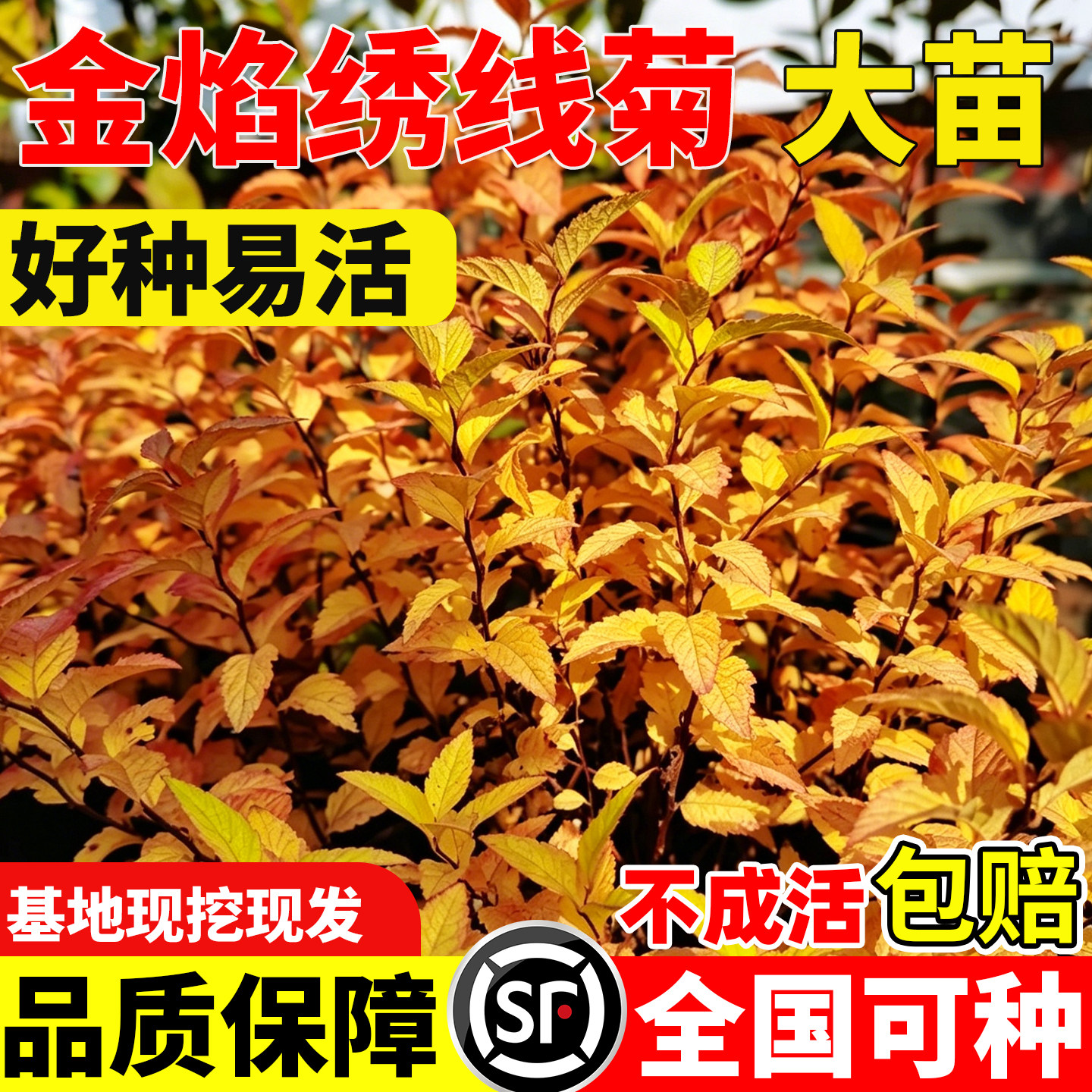 金焰绣线菊花苗花园花镜多年生耐图片