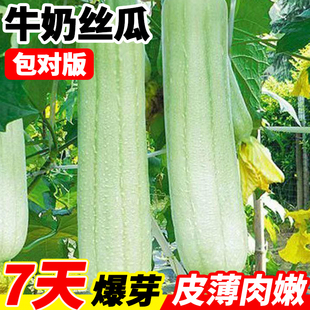牛奶丝瓜种子高产菜瓜种籽香肉丝瓜籽种四季种植阳台庭院蔬菜大全