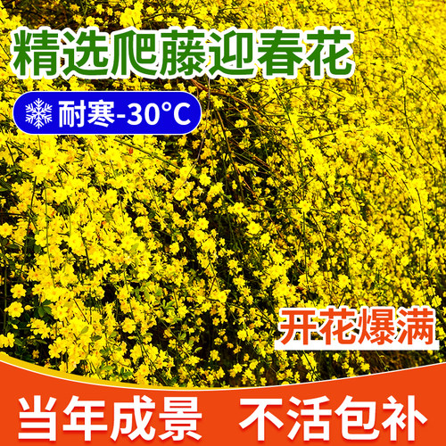 迎春花树苗带花苞盆景连翘大盆栽