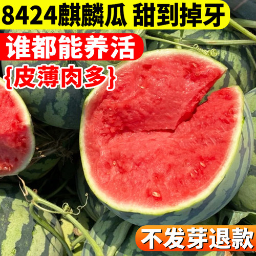 冰糖麒麟西瓜种子早佳8424