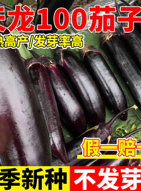 天龙100茄子种籽长茄种子黑紫色特长线茄圆茄苗秧阳台庭院蔬菜苗