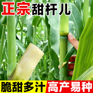 甜杆种子甜高粱杆种籽高梁北方小甘蔗苗种新鲜水果四季种农家种子