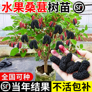 水果桑葚树苗养蚕南北方易活四季果树果苗大全白长果桑椹叶桑树苗