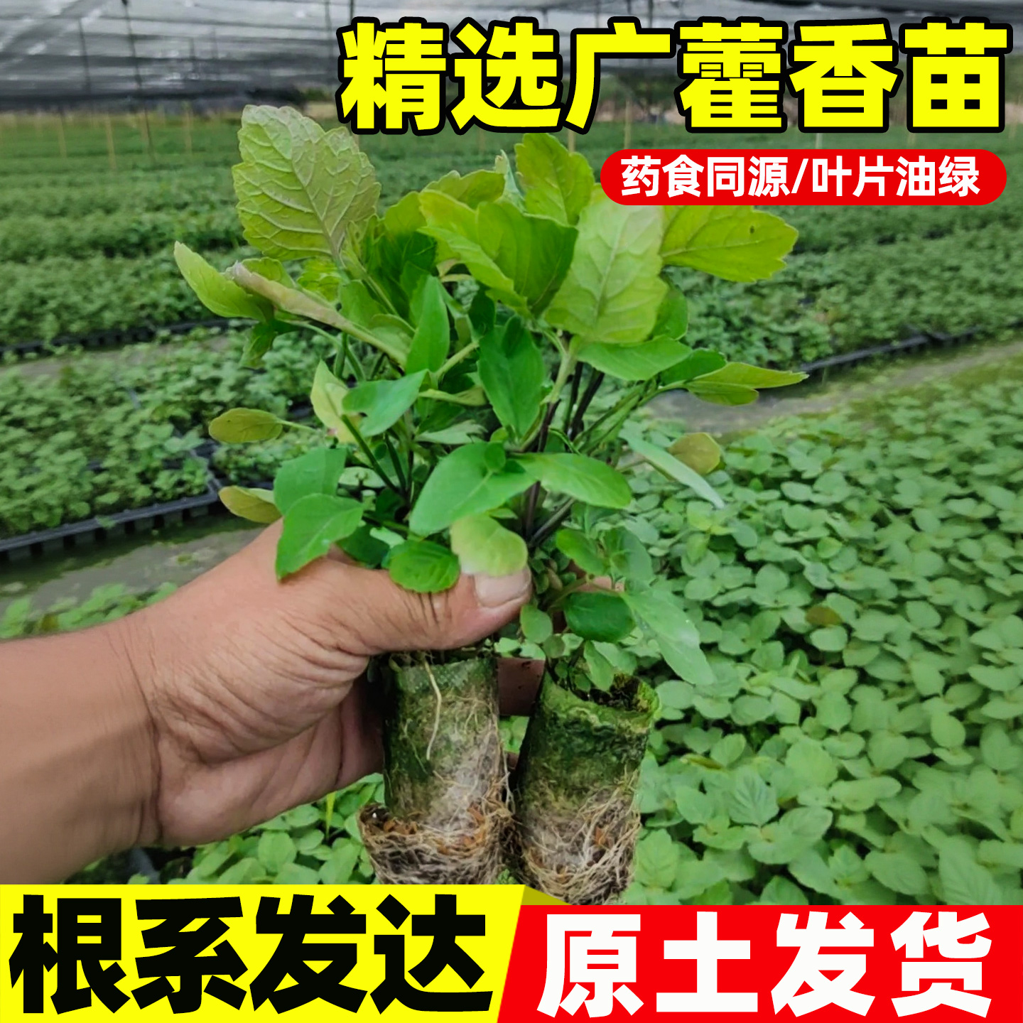 广藿香藿香苗中草药绿植盆