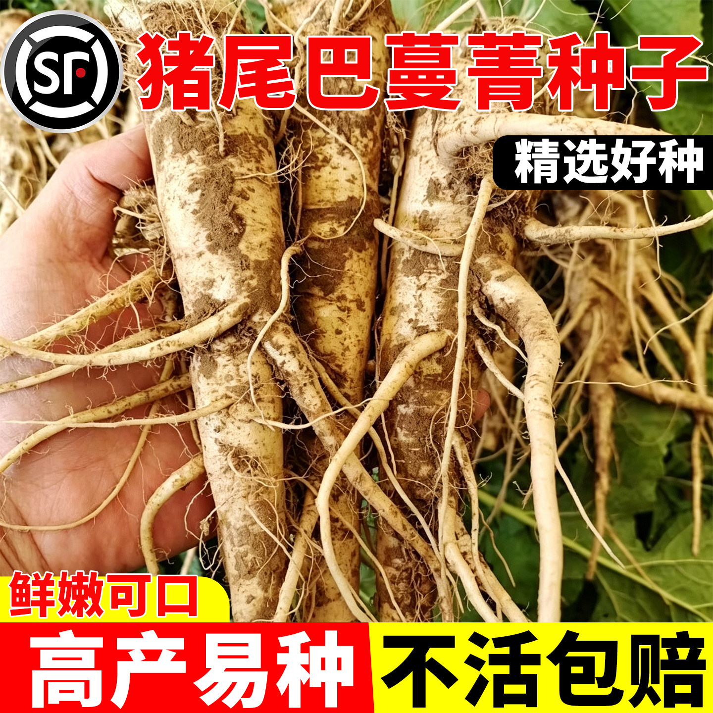 猪尾巴人参蔓菁种子农家特产菜清香面甜野菜四季高产蔬果菜种籽苗