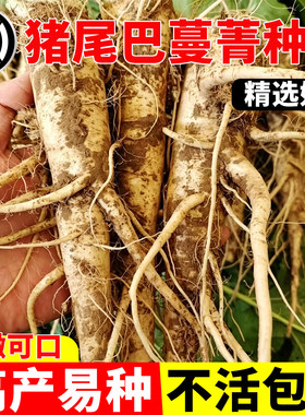 猪尾巴人参蔓菁种子四季农家特产
