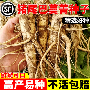 猪尾巴人参蔓菁种子农家特产菜清香面甜野菜四季高产蔬果菜种籽苗