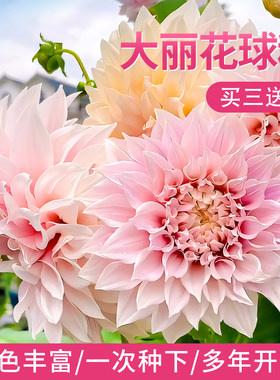 大丽花种球重瓣巨型花苗四季易活