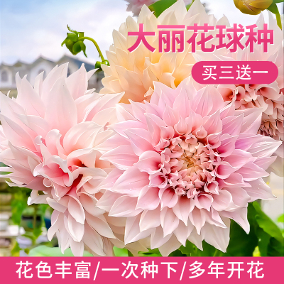 大丽花种球重瓣巨型花苗四季易活