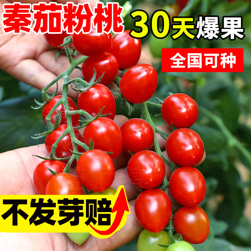 樱桃番茄种子千禧圣女果种籽阳台