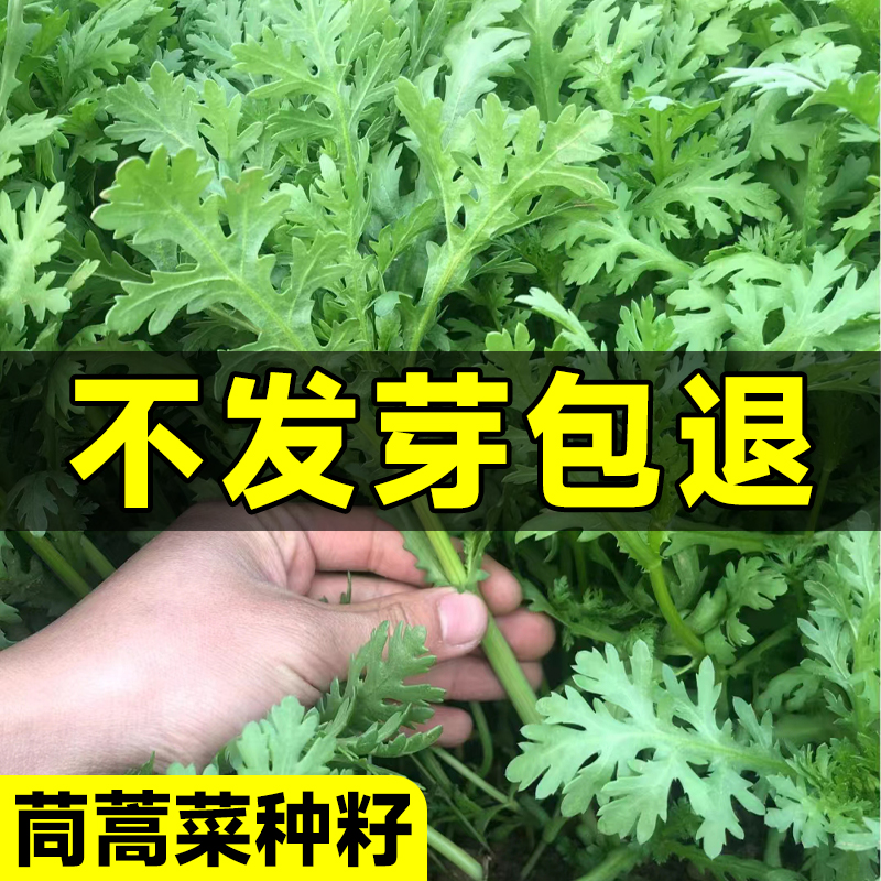 茼蒿菜种籽大叶小叶中叶茼蒿种子皇帝菜阳台盆栽四季蔬菜种孑大全-封面