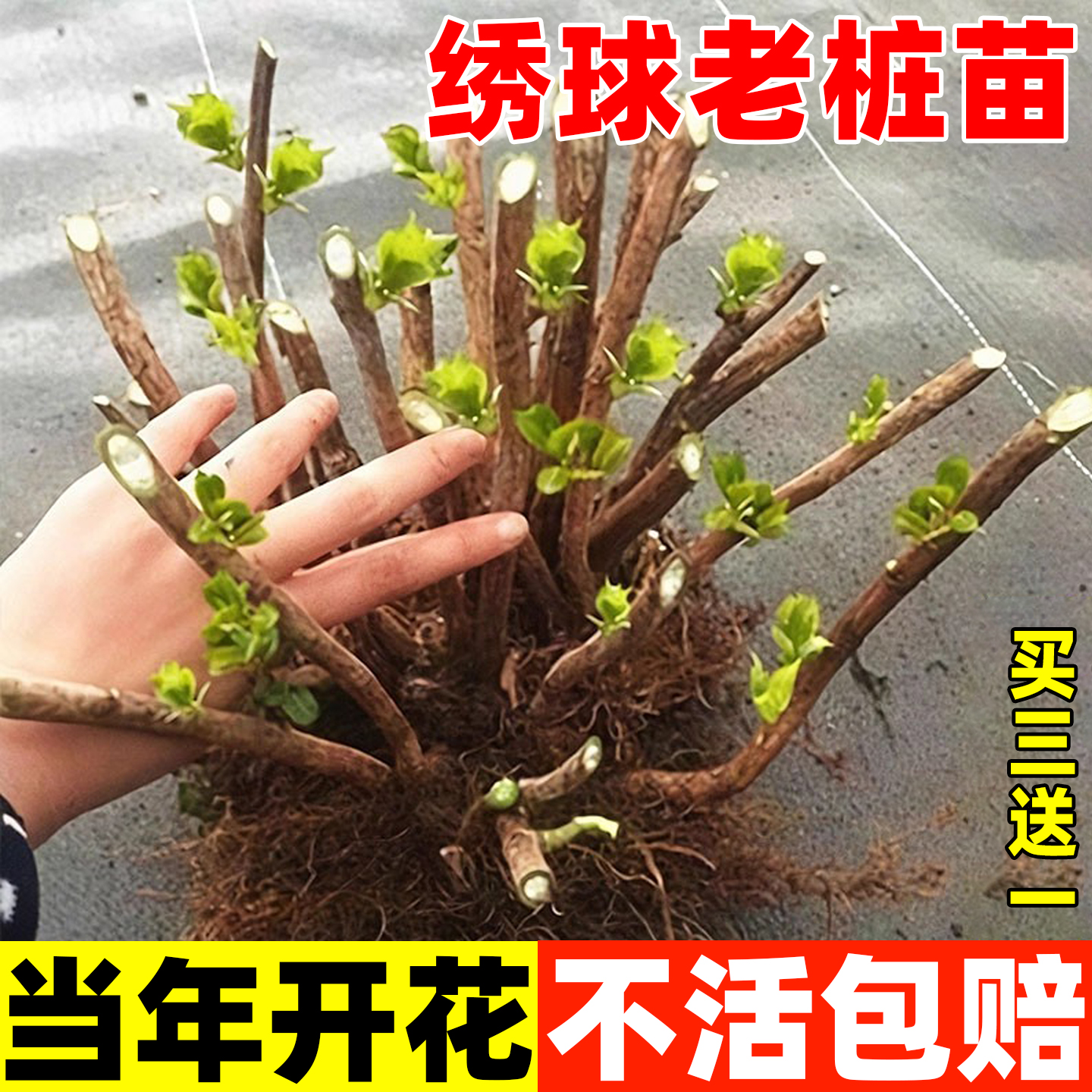 绣球花苗老桩大苗盆栽植物花卉