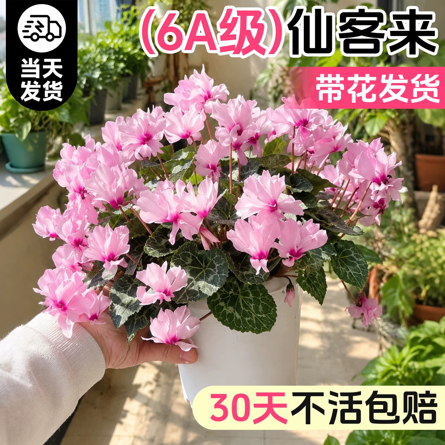 仙客来盆栽带花苞重瓣特大号阳台四季办公室耐寒好养苗年宵花期长