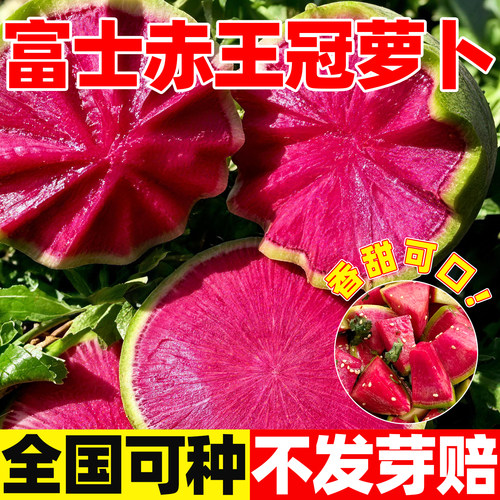 菜园地栽阳台盆栽耐寒耐热简单种