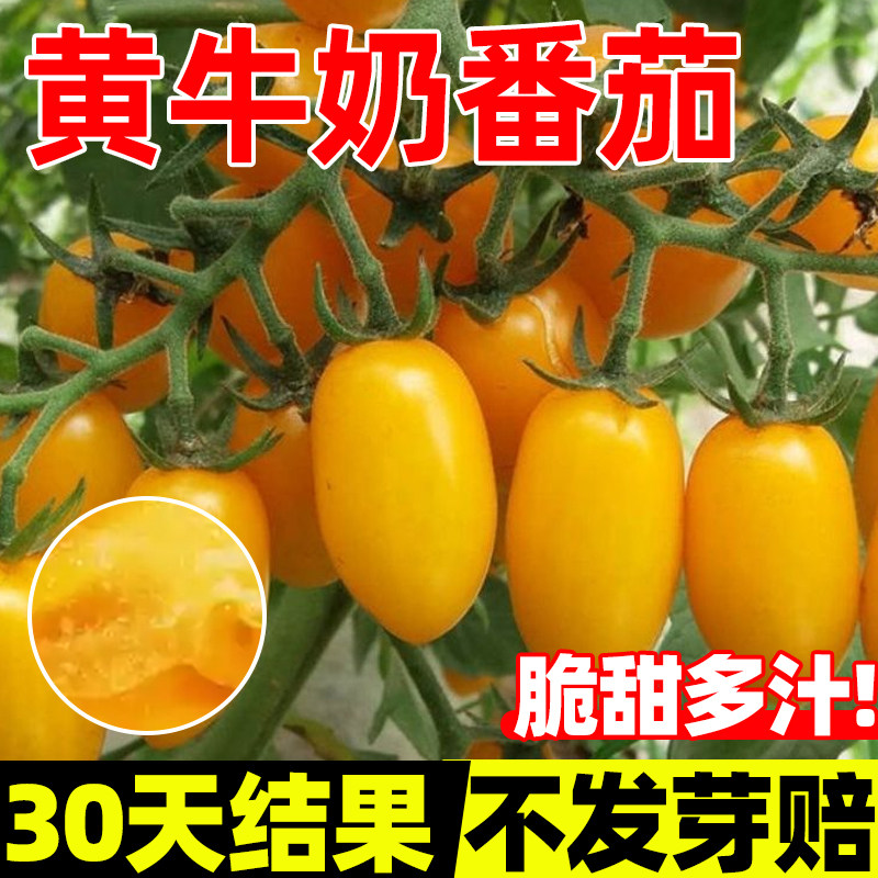 黄牛奶番茄种子千禧圣女果樱桃小蕃茄种籽阳台庭院盆栽西红柿秧苗
