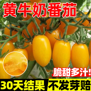 黄牛奶番茄种子千禧圣女果樱桃小蕃茄种籽阳台庭院盆栽西红柿秧苗