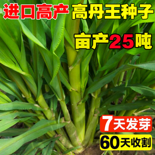 高丹王草种籽四季养殖高产牧草种子苏丹草播种畜猪鸡牛羊鱼草种籽