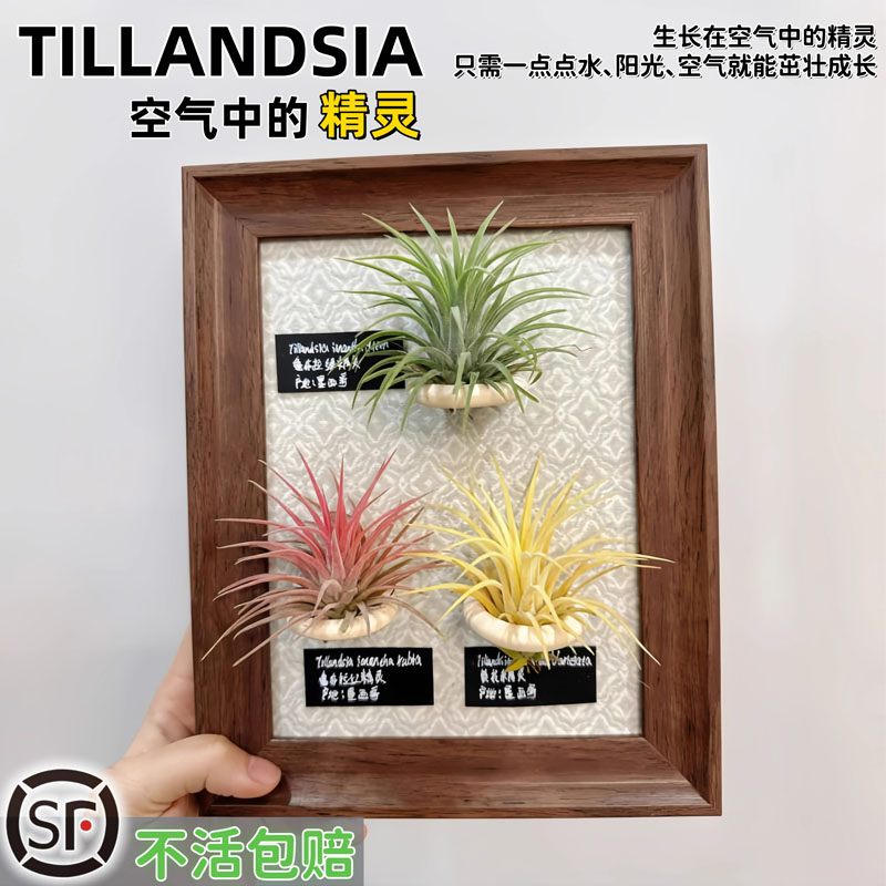 空气凤梨无土植物水培老人须精