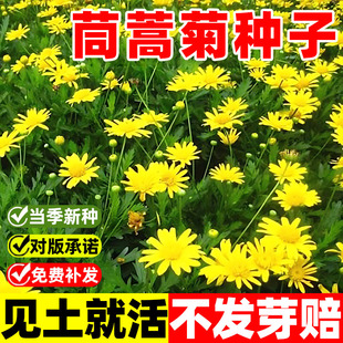 茼蒿菊种子木茼蒿花种子木春菊多年生四季播金黄色木茼蒿花籽