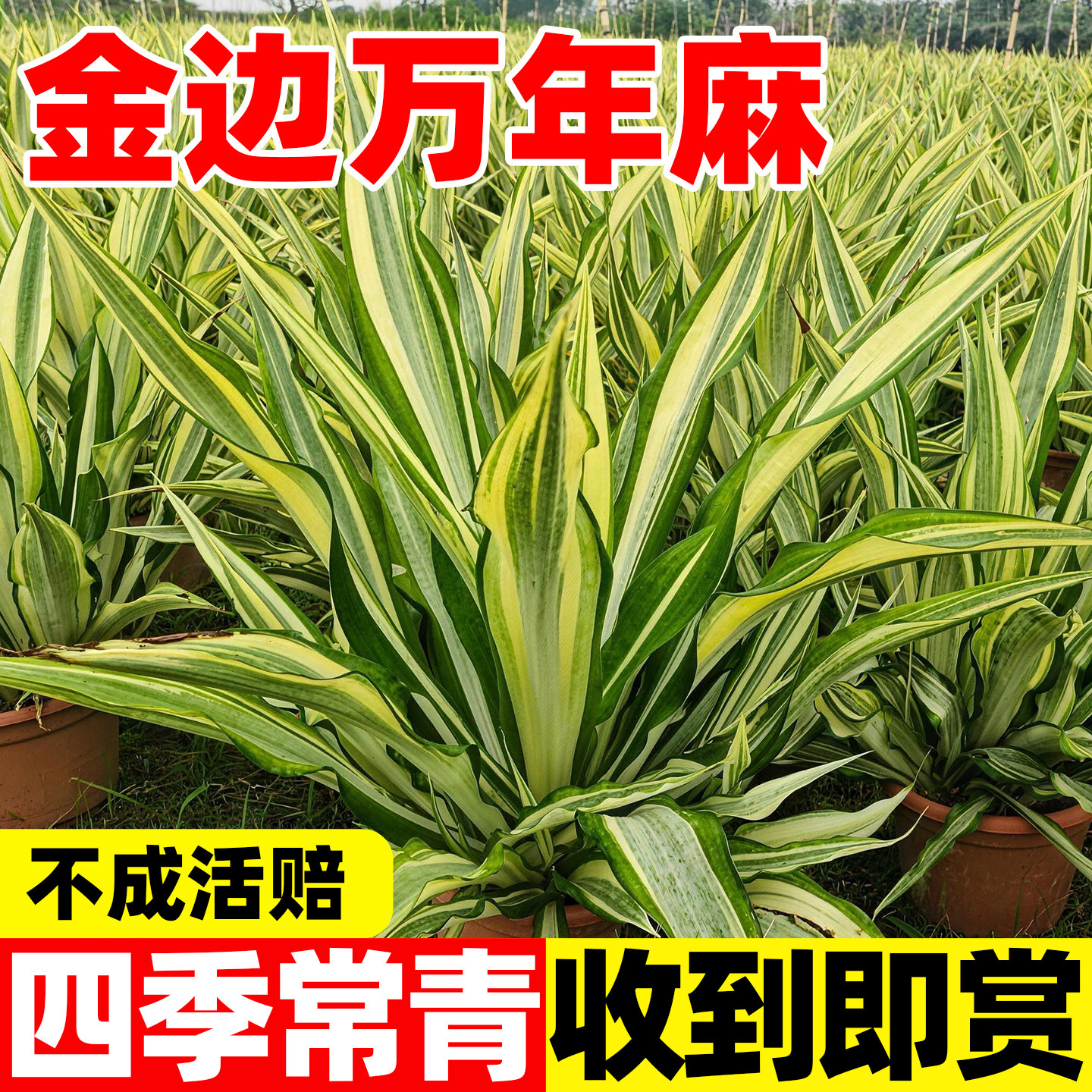 金边万年麻盆栽植物耐寒耐热地被