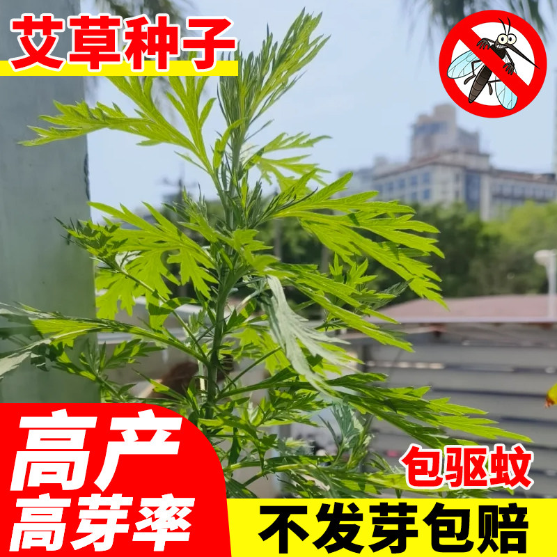 艾草种子驱蚊草种籽四季播种庭院图片