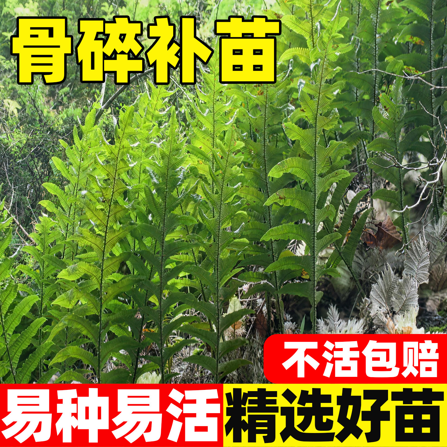 深山骨碎补苗中药材盆栽室内花卉造景植物好养爬岩姜种苗猴姜绿植
