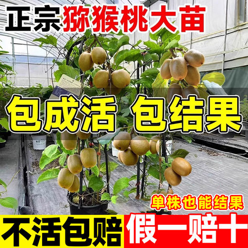 猕猴桃树果苗南北方种植果树苗