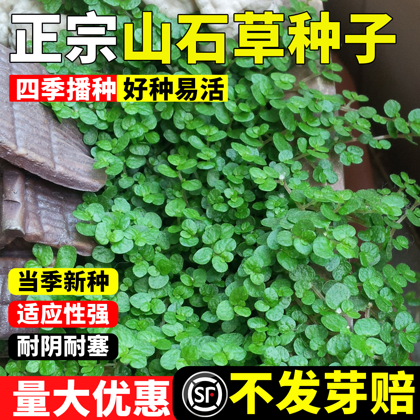 山石草籽种子吸水石上的盆景植物