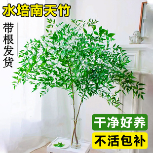 南天竹盆栽水培旺宅火焰红水养室内真树蓝天竹吊钟马醉木南天竺苗