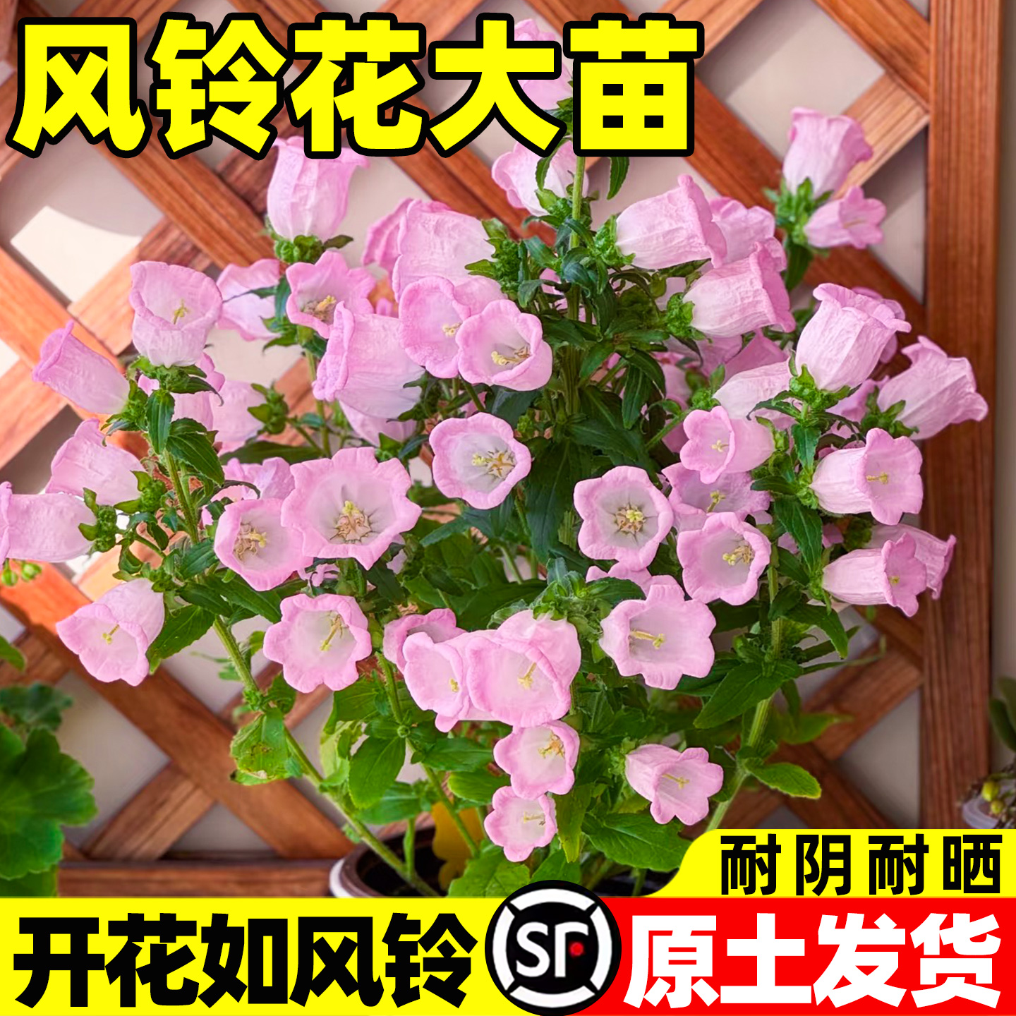 风铃花花苗四季风铃草带花苞丹麦重瓣风铃梦露阳台室内办公室盆栽